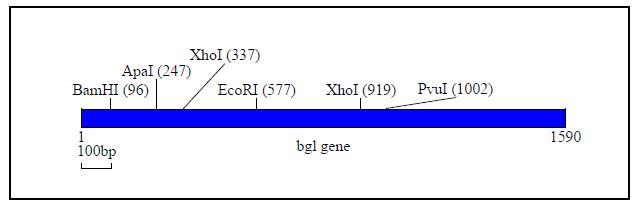 Restriction map of bgl gene of Neosartory fischeri Nfbgl1595