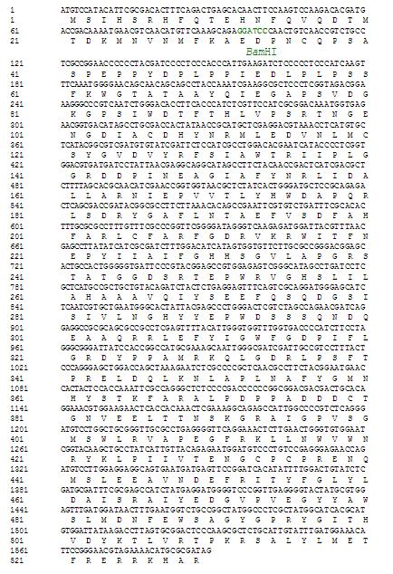 DNA and protein sequence of bgl gene of Neosartory fischeri Nfbgl1595.