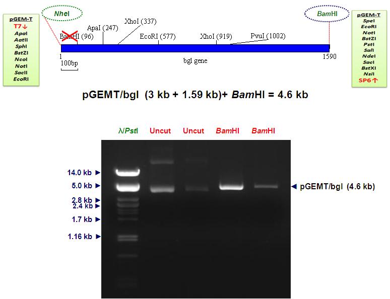 BamHI site mutation confirmation of bgl gene