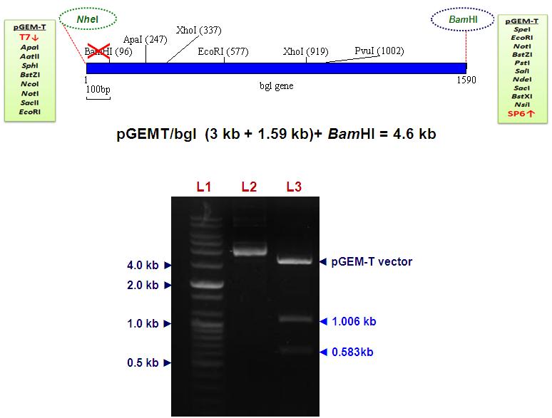 Restriction digestion of pGEM-T/bgl with EcoRI enzyme