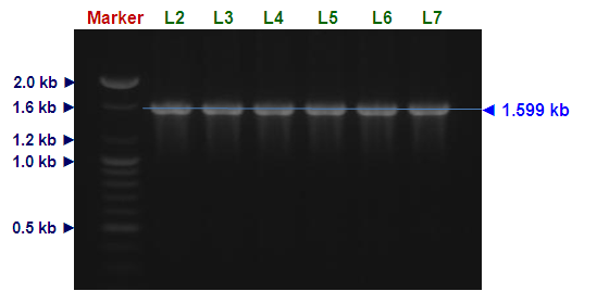 PCR amplification of bgl gene (BamHI-free bgl mutant) with NheI and BamHI enzyme restriction site. L1, molecular marker (100 bp ladder); L2 to L7, amplified bgl gene with NheI and BamHI enzyme restriction site.