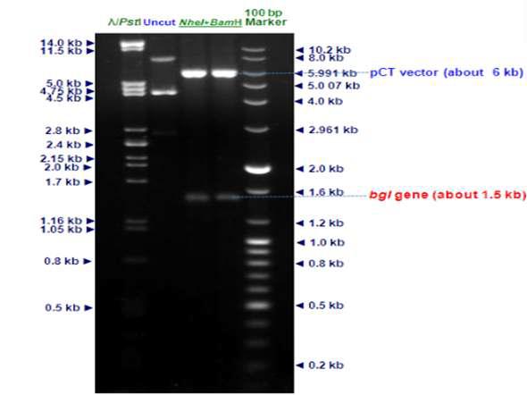Restriction map of pCT-bgl