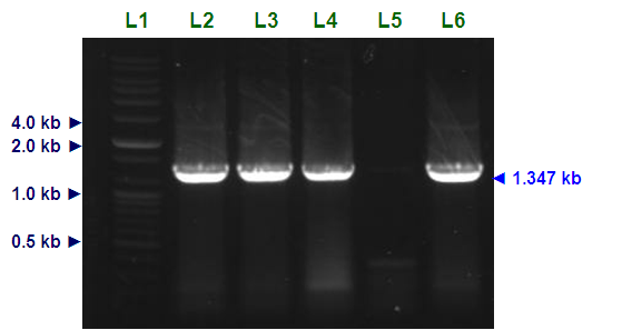 Colony PCR for the confirmation of E. coli DH5α harboring pGEM-T/cbh. L1, molecular marker (100 bp ladder); L2 to L6, amplified cbh gene with NheI and BamHI enzyme restriction site