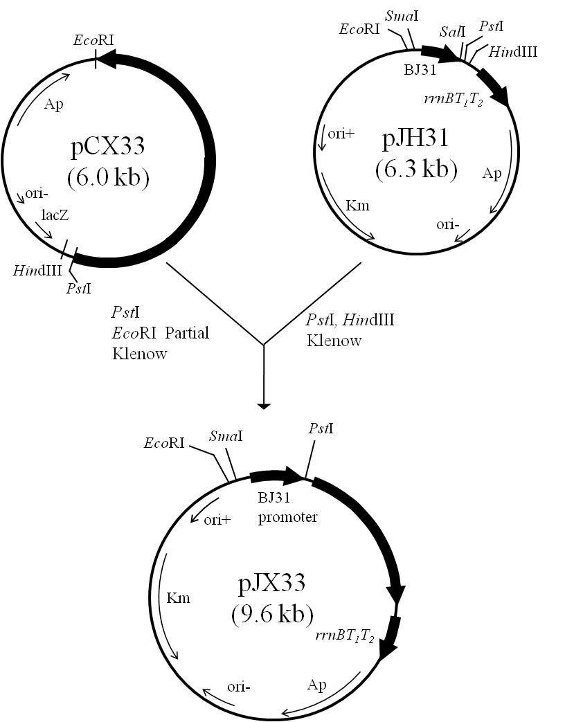 Construction of plasmid pJX33, an E. coli/B. subtilis shuttle vector.