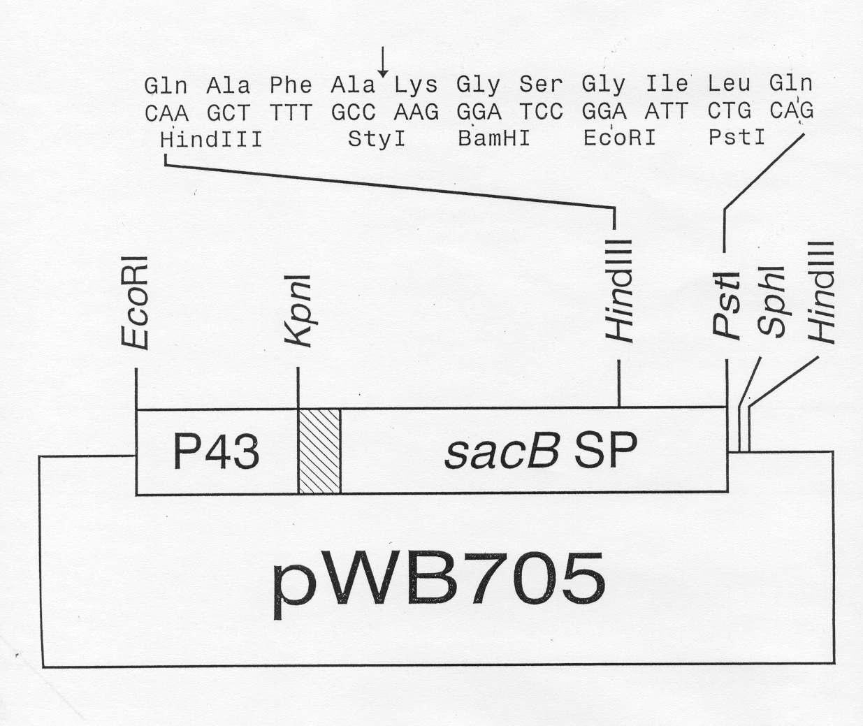 Expression vector pWB705 for Bacillus subtilis transformation