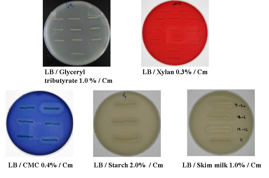 Detection of positive clones