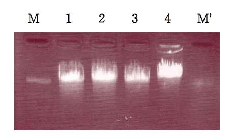 Fractionation of DNA isolated from the microbial compost