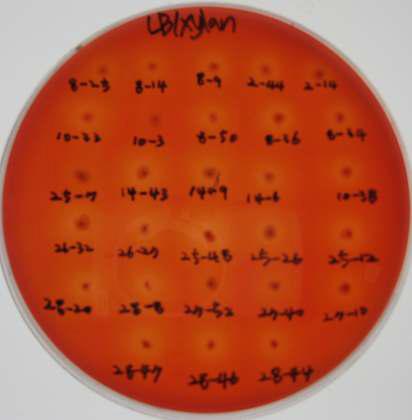 Xylanase 활성 클론 X1의 cosmid로부터 얻은 subclone들의 활성 확인