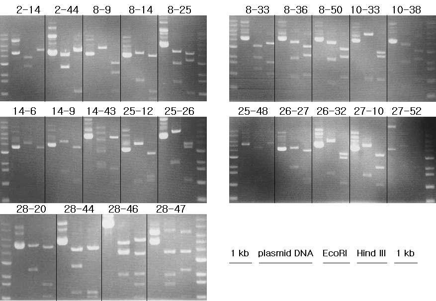 Xylanase subclone들의 제한효소 패턴분석