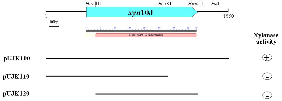 Physical map of recombinant DNA pULK100. The ORFs are shown by arrows. pULK100 was constructed by cloning of 2.5 kb insert fragment