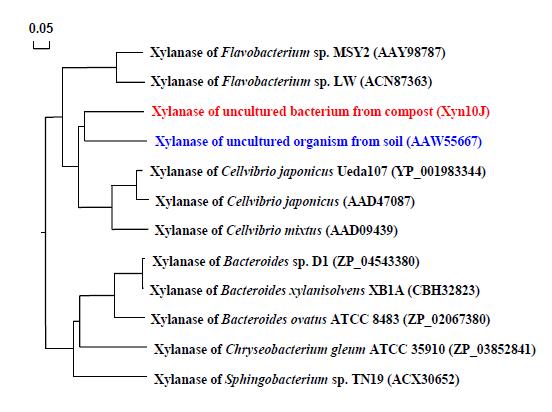 xyn10J 유전자의 Phylogenetic Tree.