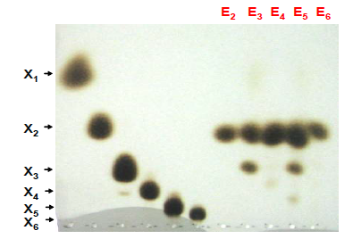 TLC analysis of hydrolysis products of xylo-oligosaccharide substrates standards used were xylose (X1), xylobiose (X2), xylotriose (X3), xylotetraose Xb4y) , Xxyynl1op0eJ.n taTohsee (X5) and xylohexaose (X6). E2 to E6 represent the enzyme reaction with X2 to X6, respectively