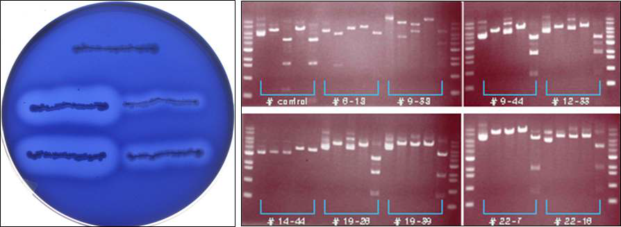 A, Detection of an CMCase activity using CMC diffusion agar method. B, Analysis of restriction enzyme digestion pattern of cellulase-positive clones digested with HindII, BamHI, EcoRI and PstI