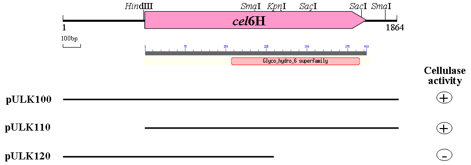 Physical map of recombinant DNA pULK100. The ORFs are shown by arrows. pULK100 was constructed by cloning of 2.5 kb insert fragment into pUC19 vector