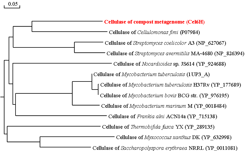 Phylogenetic tree showing the evolutionary relatedness and levels of homology between the cellulolytic enzymes.