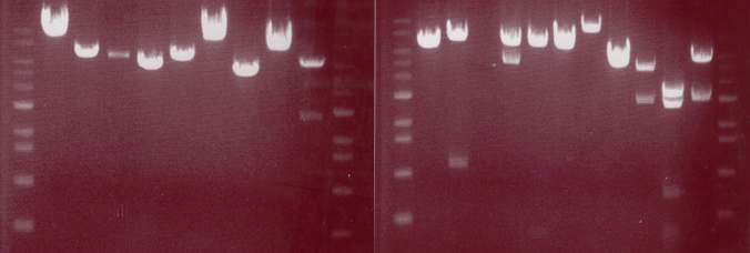 Analysis of restriction enzyme digestion pattern of esterase-positive clones digested with PstI.