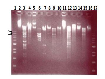 Analysis of restriction enzyme digestion pattern of positive clones selected from a metegenomic library