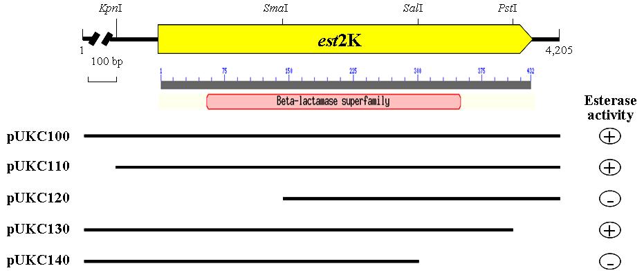 Physical map of recombinant DNA pUCK100. The ORFs are shown by arrows. pUCK100 was constructed by cloning 4.2 kb insert fragment of pUC19 vector