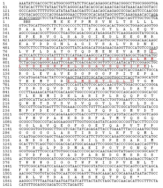 Nucleotide and deduced amino acid sequences of est2K gene.