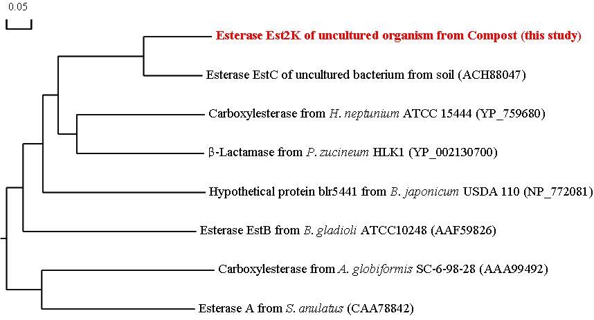 Phylogenetic tree showing the evolutionary relatedness and levels of homology between the esterolytic enzymes.