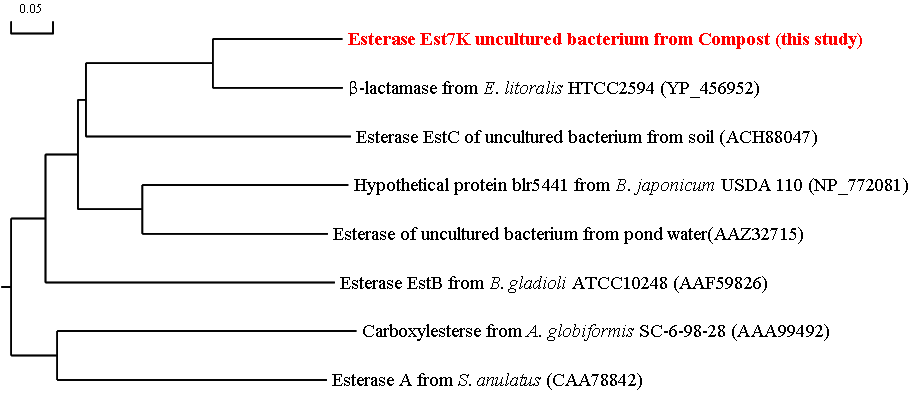 Phylogenetic tree showing the evolutionary relatedness and levels of homology between the esterolytic enzymes