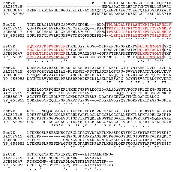 Alignment of the Est7K to esterolytic enzymes. The consensus sequences are indicated by box.