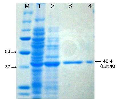 SDS-PAGE of the purified Est7K