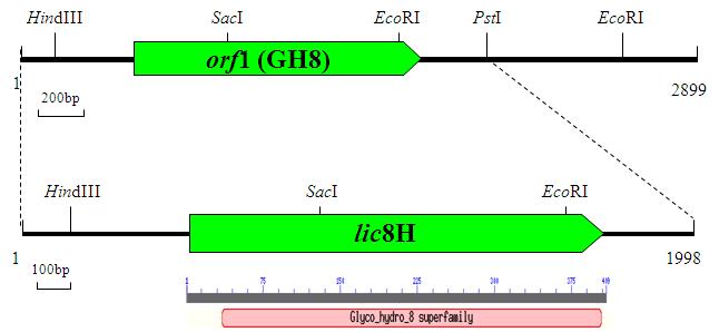 lic8H 유전자의 제한효소 지도