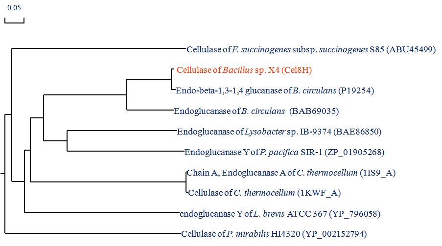 lic8H 유전자의 Phylogenetic Tree