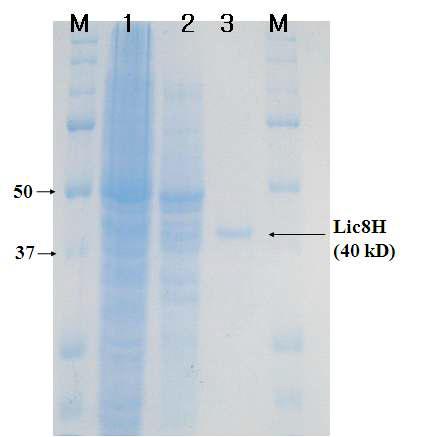 SDS-PAGE of the purified Lic8H.