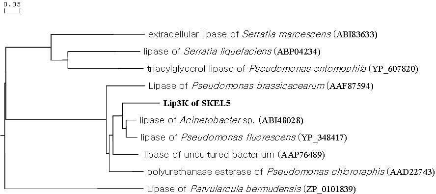 Lip3K 단백질과 다른 lipase와의 계통분석도