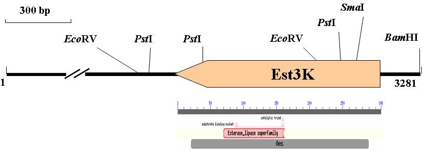 Est3K 내 삽입된 insert DNA의 physical map