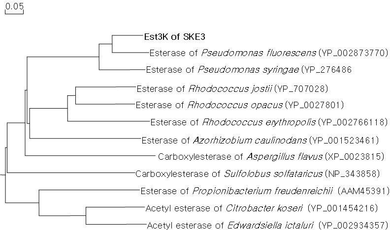 Est3K 단백질과 다른 esterase와의 계통분석도