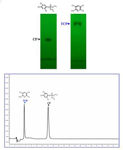 TLC and HPLC Profile of CP and TCP standard