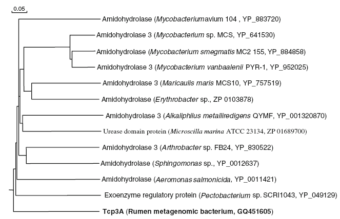 Phylogenetic placement of TCP degrading gene