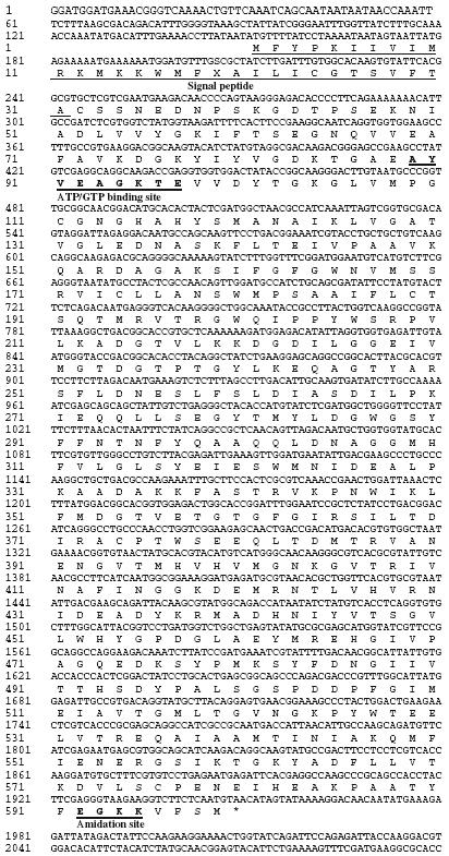 Nucleotide sequence and deduced amino acid sequence of tcp3A gene from rumen metagenome. Signal peptide between 1 and 30 positions, ATP/GTP binding site between 89 and 97 positions and amidation site between 593 and 595 positions