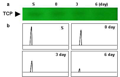 Degradation of TCP by E. coli DH5a harboring TCP degrading gene (tcp3A).