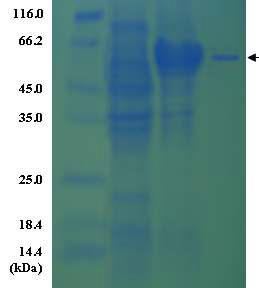 Electrophoretic analysis of the purified Tcp3A Separation was performed on a 12.5% (W/V) SDS polyacrylamide gel