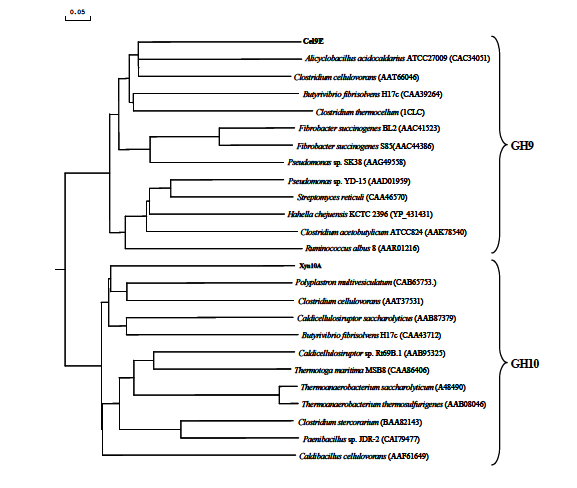 (A) Phylogenetic tree showing the evolutionary relatedness and levels of homology between the glycosyl hydrolase family 9 and glycosyl hydrolase family 10 amino acid sequences.