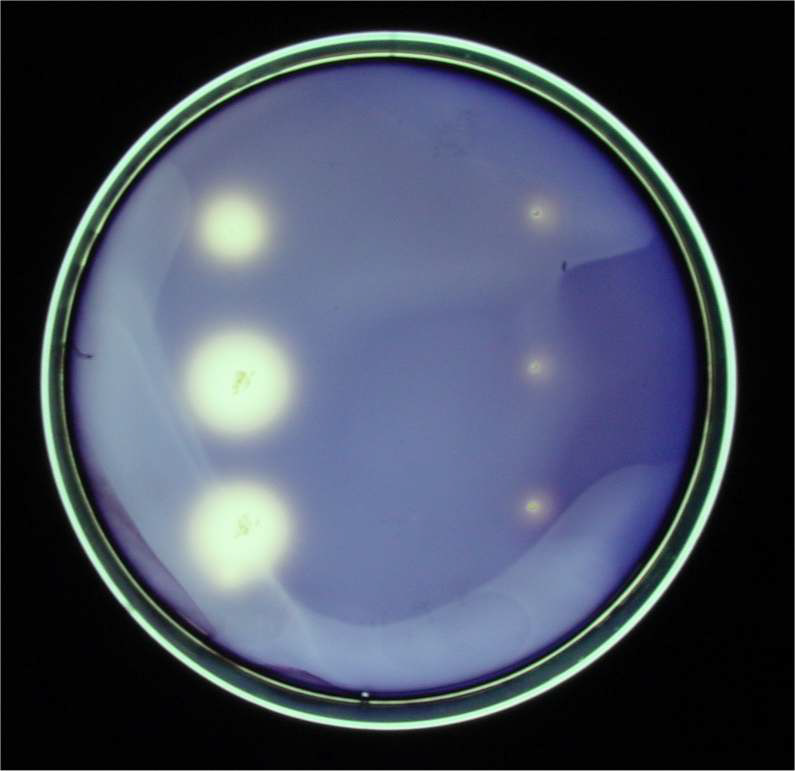 Detection of an amylase gene by starch agar diffusion method. The cells were incubated at 37℃ for 48 hrs