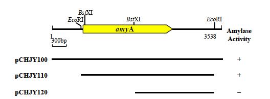 Physical map of the amyA gene from rumen metagenomic library. The cleavage sites of restriction enzymes EcoRI and BstXI are shown