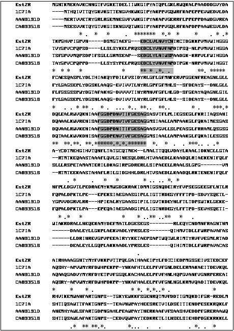 Alignment of primary sequences of enzymes. The aligned enzymes are from carboxylesterase (Est2R), Chain A, Pnb Esterase (1C7IA), Thermostable carboxylesterase (AAN81910) and Type B carboxylesterase (CAB93516). Asterisks indicate identical amino acids, and dots indicate similar amino acids. The consensus sequences among all type of GDEs are shaded.