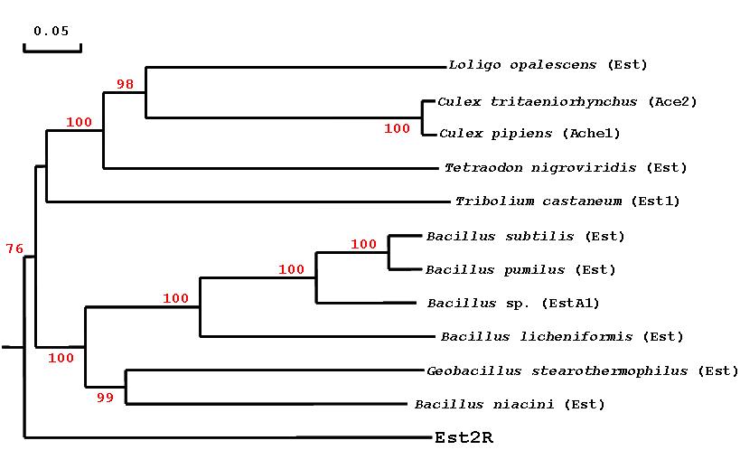 Phylogenetic tree showing the evolutionary relationship of the Est2R amino acid sequences