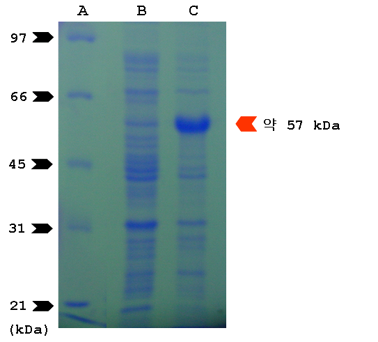 SDS-PAGE of Est2R produced in E.coli BL21 cells harboring pET-Est2R. Lane A, the molecular weight standard. Lane B, crude cell extract of pET-21a(+) plasmid induced by IPTG. Lane C, crude cell extract of pET-21a(+)/est2R plasmid induced by IPTG.