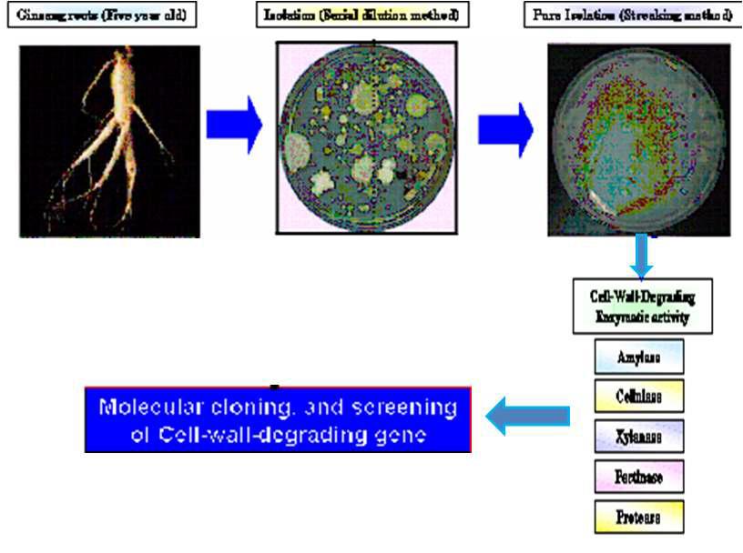 Isolation of endophytic bacteria in the interior of ginseng roots