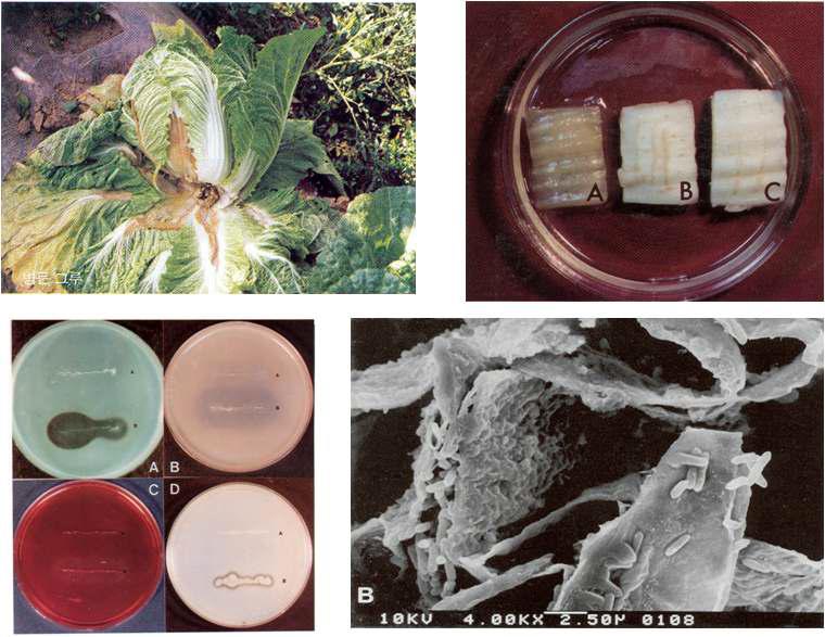 Isolation of cell-wall degrading bacteria from Chinese cabbage