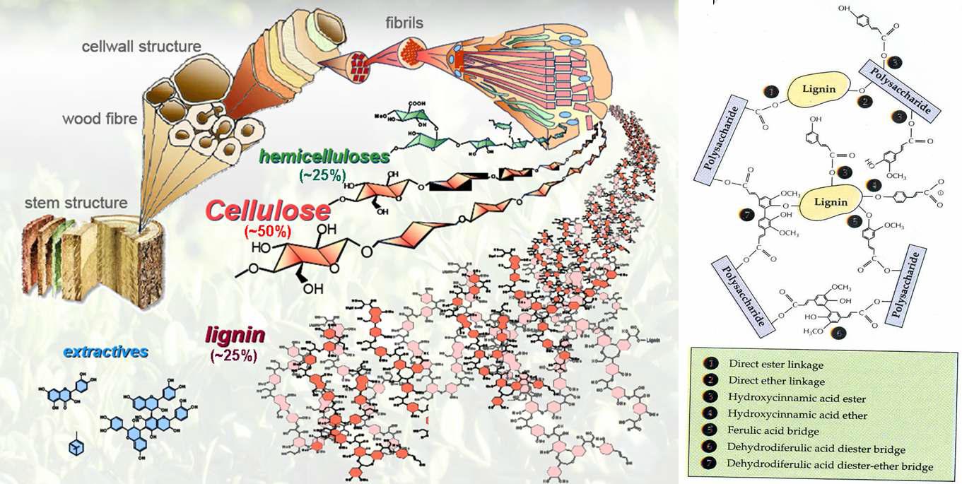 목질바이오매스의 구성성분과 구조.