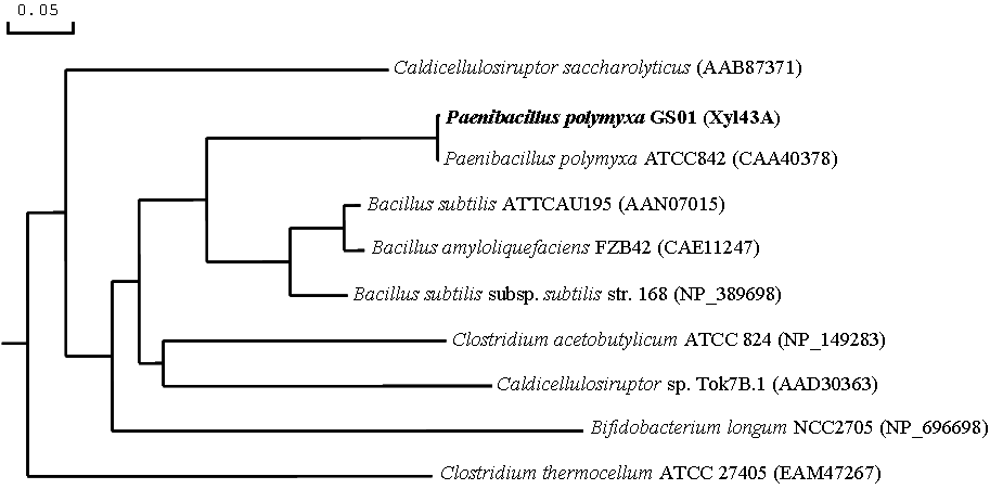 Phylogenetic tree showing the evolutionary relatedness and levels of homology between the xylanase amino acid sequences. The estimated genetic distance between sequences is proportional to the lenghts of horizontal lines connecting one sequence to another. The aligned enzymes are from P. polymyxa GS01 (Xyl43A), Caldicellulosiruptor saccharolyticus (AAB87371), Paenibacillus polymyxa ATCC842 (CAA40378), Bacillus subtilis ATTCAU195 (AAN07015), Bacillus amyloliquefaciens FZB42 (CAE11247), Bacillus subtilis subsp. subtilis str. 168 (NP_389698), Clostridium acetobutylicum ATCC 824 (NP_149283), Caldicellulosiruptor sp. Tok7B.1 (AAD30363), Bifidobacterium longum NCC2705 (NP_696698), Clostridium thermocellum ATCC 27405 (EAM47267).