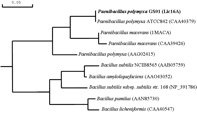 Phylogenetic tree showing the evolutionary relatedness and levels of homology between the lichenase amino acid sequences. The estimated genetic distance between sequences is proportional to the lenghts of horizontallines connecting one sequence to another. The aligned enzymes are from P. polymyxa GS01, Paenibacillus polymyxa ATCC842 (CAA40379), Paenibacillus macerans (1MACA), Paenibacillus macerans (CAA39426), Paenibacillus polymyxa (AAG02415), Bacillus subtilis NCIB8565 (AAB05759), Bacillus amyloliquefaciens (AAO43052), Bacillus subtilis subsp. subtilis str. 168(NP_391786), Bacillus pumilus (AAN85730), Bacillus licheniformis (CAA40547).