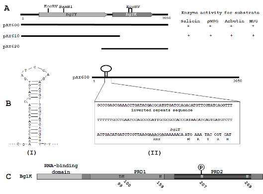 Physical map of recombinant DNA pAY600 carrying bglY and bglK genes of the Pectobacterium carotovorum subsp. carotovorum LY34.